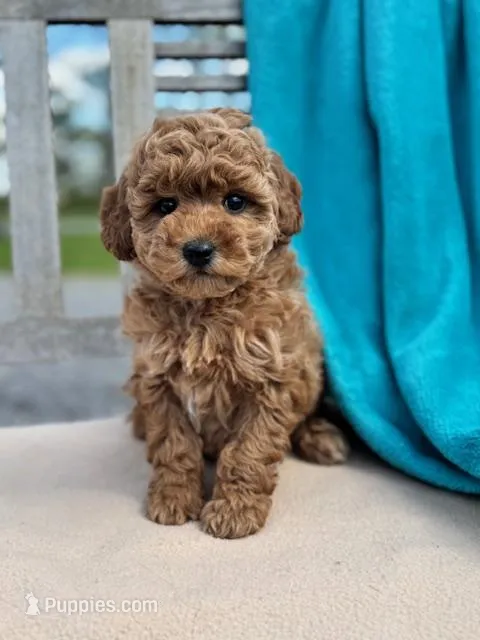 Bella – Miniature Labradoodle puppy for sale in Archbold, OH