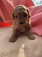 Bella, a female Miniature Labradoodle for sale in Archbold, OH – Photo 3 of 4