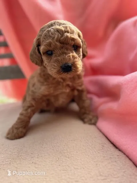 Bella – Miniature Labradoodle puppy for sale in Archbold, OH