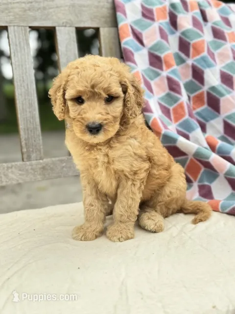 Scarlet – Labradoodle puppy for sale in Archbold, OH
