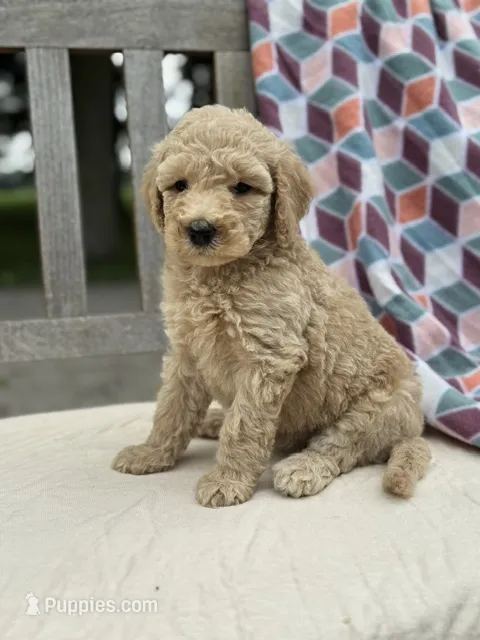 Pearl – Labradoodle puppy for sale in Archbold, OH