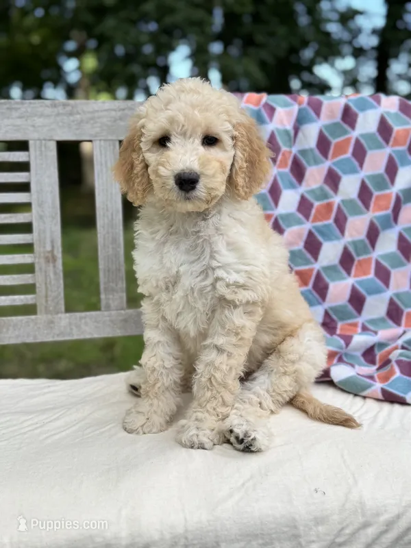 Magnolia – Labradoodle puppy for sale in Archbold, OH