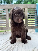 Lucy, a female Labradoodle for sale in Archbold, OH – 2 of 6