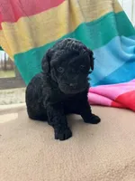 Elsie, a male Miniature Labradoodle for sale in Archbold, OH – Photo 1 of 5