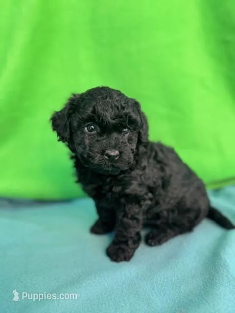 Elsie – Miniature Labradoodle puppy for sale in Archbold, OH