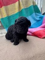 Elsie, a male Miniature Labradoodle for sale in Archbold, OH – Photo 5 of 5