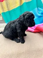 Elsie, a male Miniature Labradoodle for sale in Archbold, OH – Photo 3 of 5