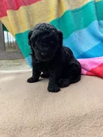 Elsie, a male Miniature Labradoodle for sale in Archbold, OH – Photo 2 of 5