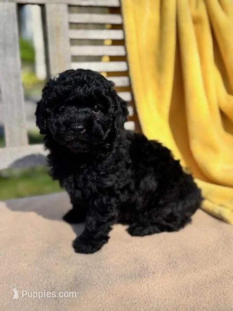 Elsie – Miniature Labradoodle puppy on hold in Archbold, OH