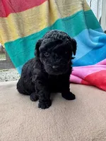 Elsie, a male Miniature Labradoodle for sale in Archbold, OH – Photo 4 of 5