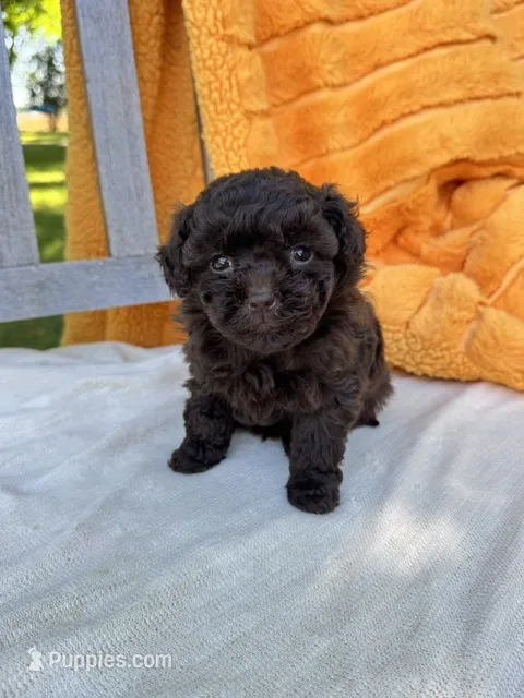 Hunter – Labradoodle puppy for sale in Archbold, OH