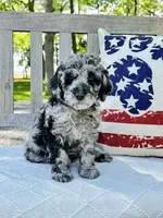 Jack, a male Labradoodle for sale in Archbold, OH – 1 of 5