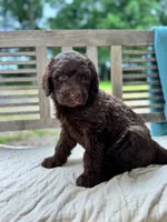 Lucy, a female Labradoodle for sale in Archbold, OH – 3 of 6