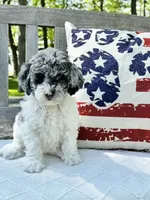 Kassie, a female Labradoodle for sale in Archbold, OH – 1 of 5