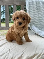 Annie, a female Miniature Labradoodle for sale in Archbold, OH – 2 of 6