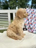 Zoe, a female Labradoodle for sale in Archbold, OH – 6 of 7