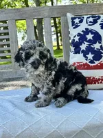 Jack, a male Labradoodle for sale in Archbold, OH – 3 of 5