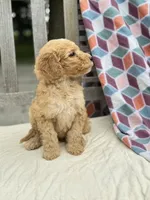 Zoe, a female Labradoodle for sale in Archbold, OH – 3 of 5