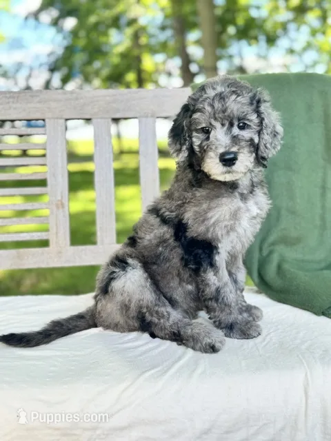 Brody – Labradoodle puppy for sale in Archbold, OH