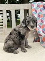 Brody, a male Labradoodle for sale in Archbold, OH – 6 of 6
