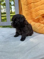 Hunter, a male Labradoodle for sale in Archbold, OH – 2 of 4