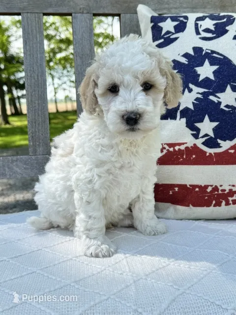 Stanley – Labradoodle puppy for sale in Archbold, OH