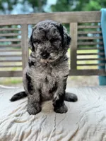 Mazie, a female Labradoodle for sale in Archbold, OH – 3 of 4