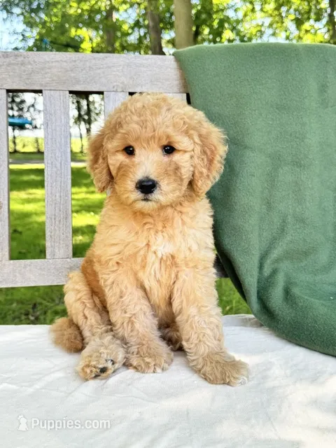 Scarlet – Labradoodle puppy for sale in Archbold, OH