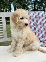 Harper, a female Labradoodle for sale in Archbold, OH – 5 of 7