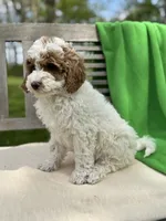 Mya, a female Miniature Labradoodle for sale in Archbold, OH – 4 of 4