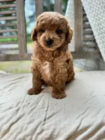 Ripley, a male Miniature Labradoodle for sale in Archbold, OH – 5 of 5
