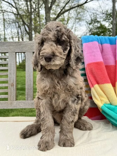 Tyson – Labradoodle puppy for sale in Archbold, OH