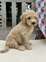 Pearl, a female Labradoodle for sale in Archbold, OH – 3 of 4