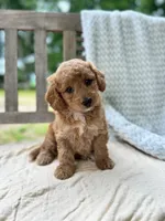 Madeline, a female Miniature Labradoodle for sale in Archbold, OH – 5 of 6