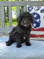 Abe, a male Labradoodle for sale in Archbold, OH – 4 of 4