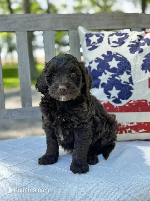 Abe – Labradoodle puppy for sale in Archbold, OH