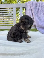 Eleanor, a female Schnoodle for sale in Archbold, OH – 4 of 6