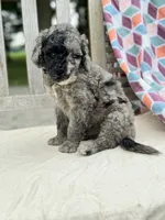 Jagger, a male Labradoodle for sale in Archbold, OH – 1 of 5