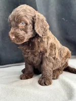 processed/29cff445-14d6-4fc6-a573-aecaa40796d2/listing/29e5e41e-c47c-47a5-9e8f-36cf3e281b1c/2b0dfcd0-26c2-4c9a-aea0-bae8b94f0014