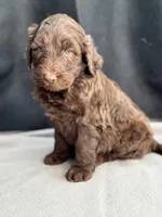 processed/29cff445-14d6-4fc6-a573-aecaa40796d2/listing/29e5e41e-c47c-47a5-9e8f-36cf3e281b1c/745bdcad-d58c-4048-ac4e-3f1c7dbd3f55