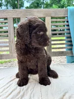 Lucy, a female Labradoodle for sale in Archbold, OH – 5 of 6