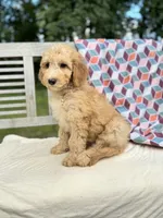 Zoe, a female Labradoodle for sale in Archbold, OH – 2 of 7