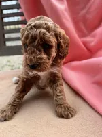 Sage, a female Miniature Labradoodle for sale in Archbold, OH – Photo 2 of 4