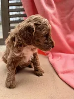 Sage, a female Miniature Labradoodle for sale in Archbold, OH – Photo 3 of 4