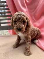 Sage, a female Miniature Labradoodle for sale in Archbold, OH – Photo 4 of 4