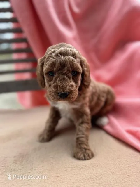 Sage – Miniature Labradoodle puppy for sale in Archbold, OH