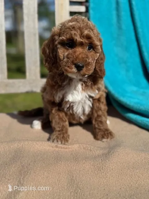 Sage – Miniature Labradoodle puppy on hold in Archbold, OH