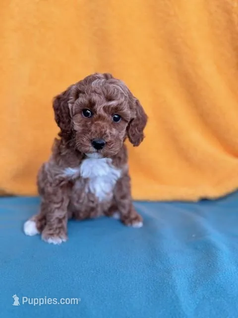 Sage – Miniature Labradoodle puppy for sale in Archbold, OH