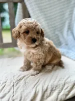 Norris, a male Miniature Labradoodle for sale in Archbold, OH – 5 of 5