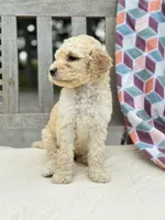Magnolia, a female Labradoodle for sale in Archbold, OH – 3 of 4